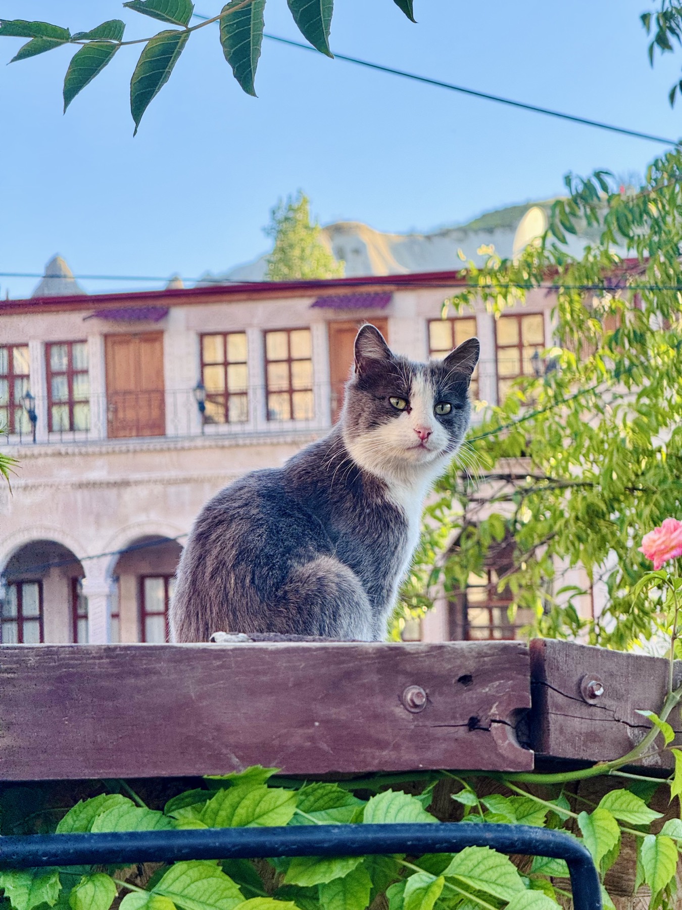 A cat in Göreme