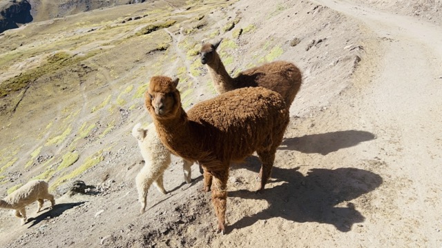 Alpacas view 1