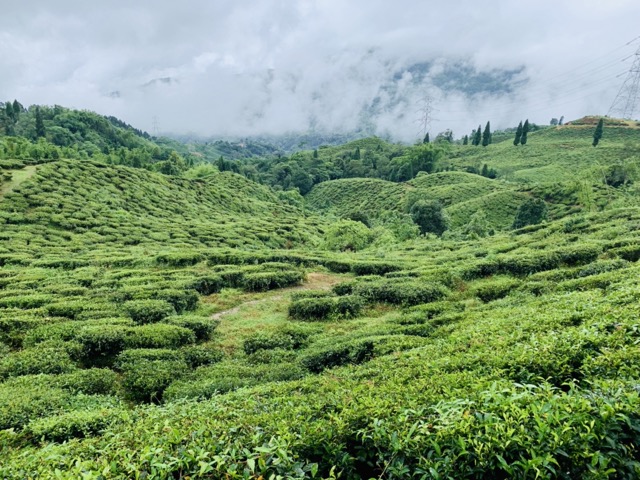 Darjeeling Tea Gardens
