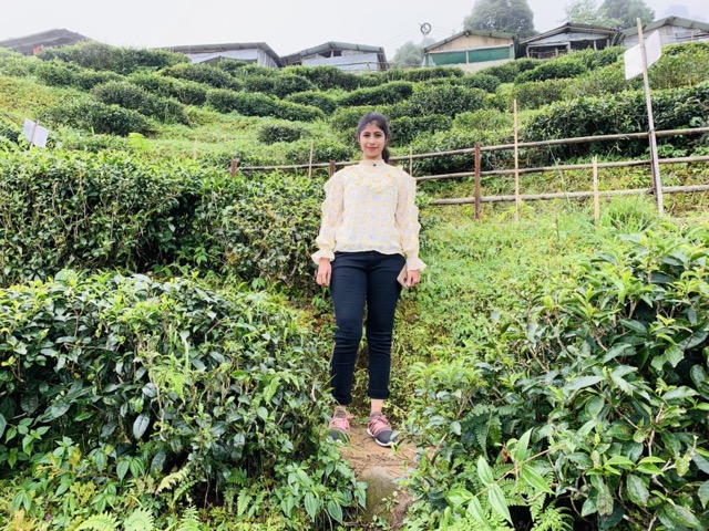 Darjeeling Tea Gardens view 2