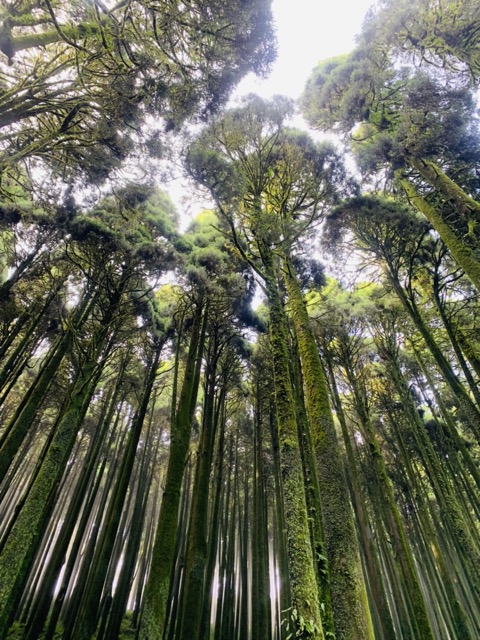 Looking up through a moss-covered forest canopy