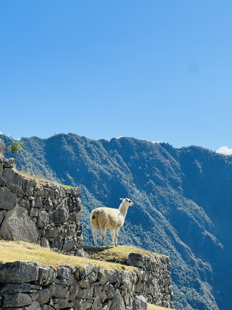 Llama