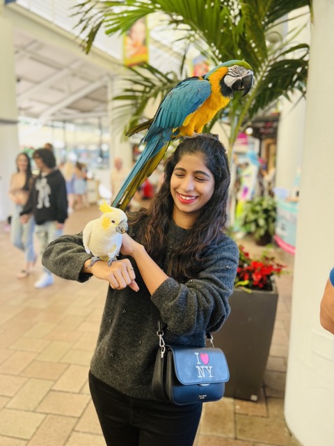 Blue-and-yellow Macaws